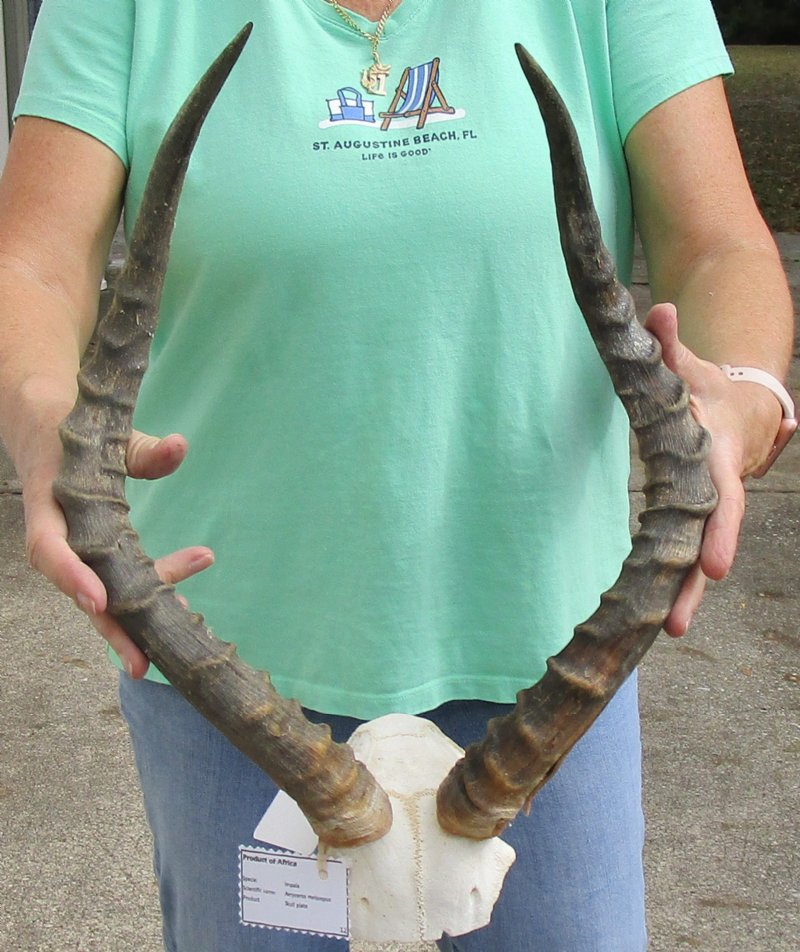 African Impala Skull Plate