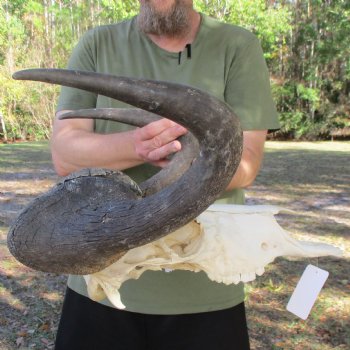 Slight B-Grade, Male, African Black Wildebeest Skull with 18" Horn Spread - $85