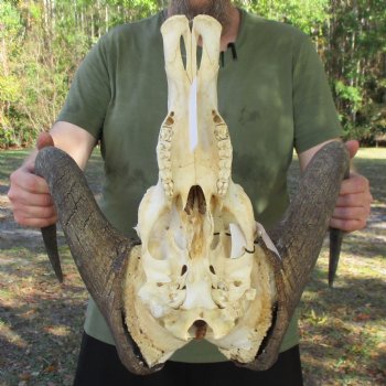 Slight B-Grade, Male, African Black Wildebeest Skull with 18" Horn Spread - $85