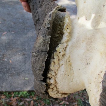 Slight B-Grade, Male, African Black Wildebeest Skull with 18" Horn Spread - $85