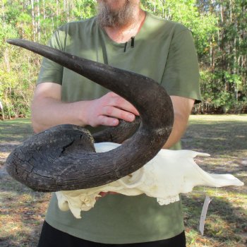 Slight B-Grade, Male, African Black Wildebeest Skull with 20" Horn Spread - $85