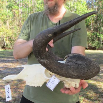 Slight B-Grade, Male, African Black Wildebeest Skull with 20" Horn Spread - $85