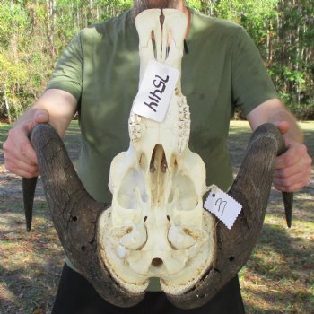 Slight B-Grade, Male, African Black Wildebeest Skull with 20" Horn Spread - $85