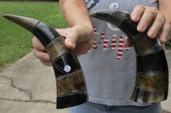 2 piece lot of Authentic Polished Carved Cattle/Cow horn with line design - $24/lot