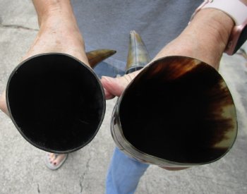 2 piece lot of Authentic Polished Carved Cattle/Cow horn with line design - $24/lot