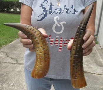 2 piece lot of Authentic Rustic Polished Carved Cattle/Cow horn with caved lines and oval design - $24/lot