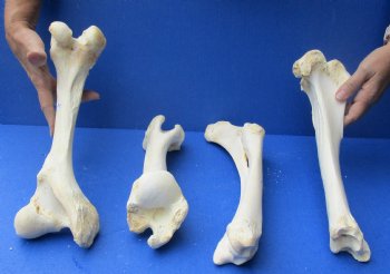 4 piece buffalo leg bone set , available to buy for $55/set