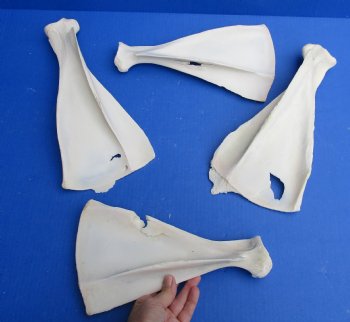 4 Authentic 11 to 13 inch B-Grade Blesbok Shoulder Blade Bones for $20