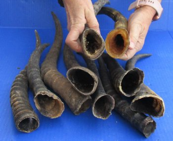 Genuine 10 pc lot of B-Grade Female and Male Blesbok horns, available for sale - buy now for - $60/lot