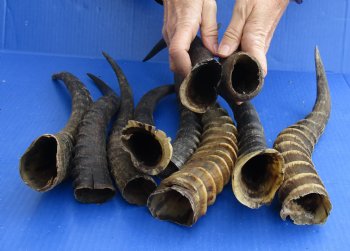 Authentic 10 pc lot of B-Grade Female and Male Blesbok horns buy now for - $60/lot