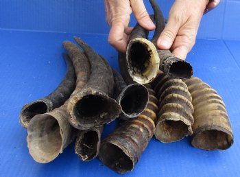 10 pc lot of B-Grade African Female and Male Blesbok horns for horn crafts- $60/lot