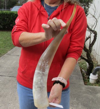 22 inch Authentic White Polished Cow/Cattle horn for $32