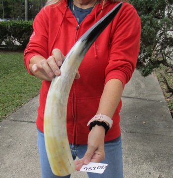 21 inch White Polished Cow/Cattle horn, available for purchase for - $32