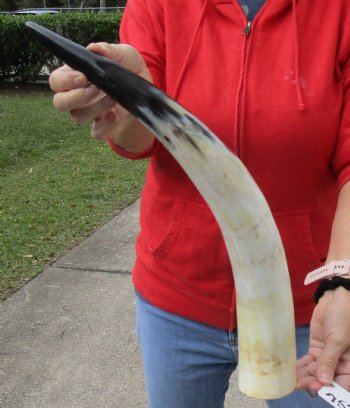 21 inch White Polished Cow/Cattle horn, available for purchase for - $32