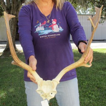 Extra Large B-Grade Fallow Deer Skull Plate with 18" & 22" Antlers - $50