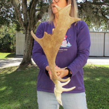 Extra Large B-Grade Fallow Deer Skull Plate with 18" & 22" Antlers - $50