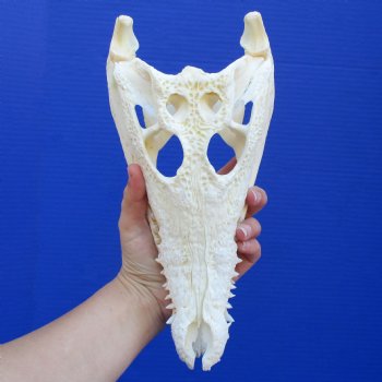 10-1/2" B-Grade Nile Crocodile Skull (Cites #084969) - $80