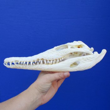 10-1/2" B-Grade Nile Crocodile Skull (Cites #084969) - $80