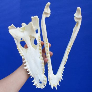 12-1/4" A-Grade Nile Crocodile Skull (Cites #084969) - $155