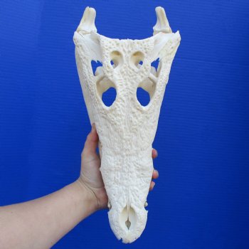 14-1/4" B-Grade Nile Crocodile Skull (Cites #084969) - $180