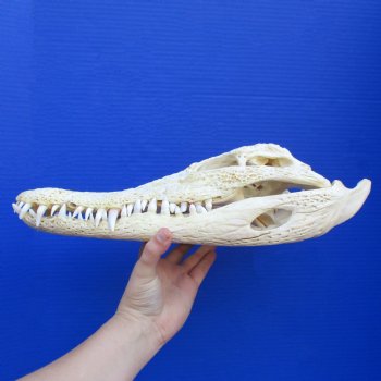 14-1/4" B-Grade Nile Crocodile Skull (Cites #084969) - $180