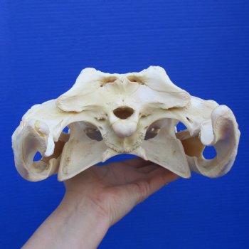 14-1/4" B-Grade Nile Crocodile Skull (Cites #084969) - $180