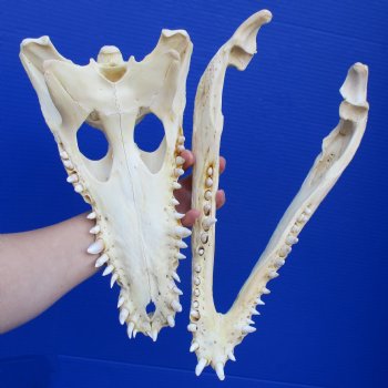 14-1/4" B-Grade Nile Crocodile Skull (Cites #084969) - $180