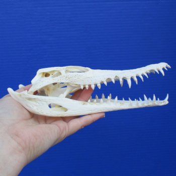 8-1/2" B-Grade Nile Crocodile Skull (Cites #084969) - $80