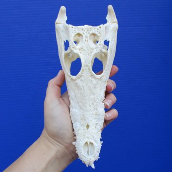 8-1/2" B-Grade Nile Crocodile Skull (Cites #084969) - $80