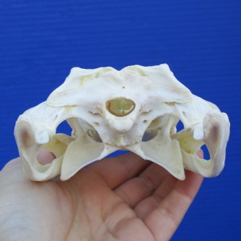 8-1/2" B-Grade Nile Crocodile Skull (Cites #084969) - $80