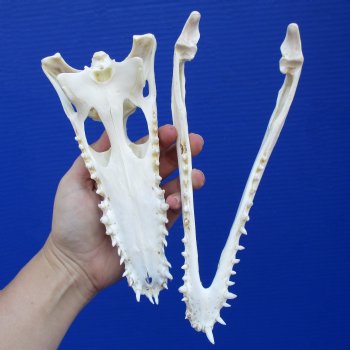 8-1/2" B-Grade Nile Crocodile Skull (Cites #084969) - $80