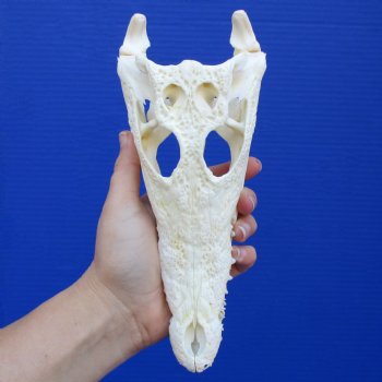 8-1/2" A-Grade Nile Crocodile Skull (Cites #084969) - $100