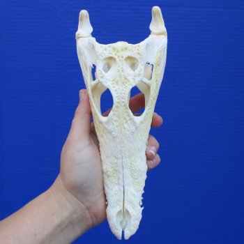 8-1/2" B-Grade Nile Crocodile Skull (Cites #084969) - $80