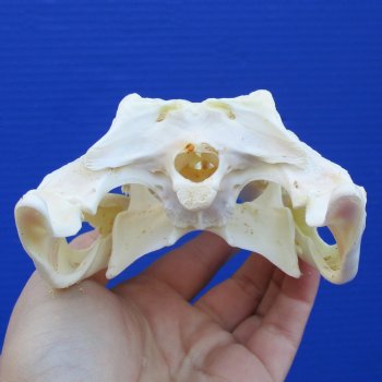 8-1/2" B-Grade Nile Crocodile Skull (Cites #084969) - $80