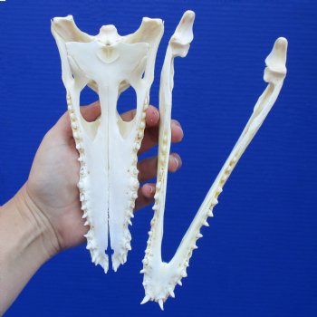 8-1/2" B-Grade Nile Crocodile Skull (Cites #084969) - $80