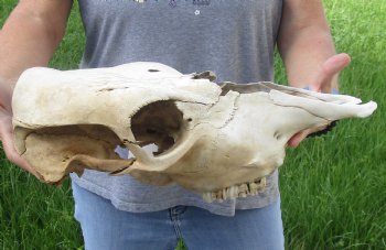 Craft Grade North American Cow Top Skull, 16 inches long - $20