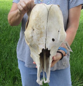 Craft Grade North American Cow Top Skull, 16 inches long - $20