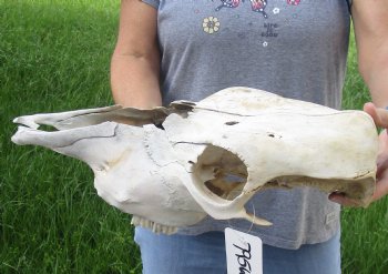 Craft Grade North American Cow Top Skull, 16 inches long - $20