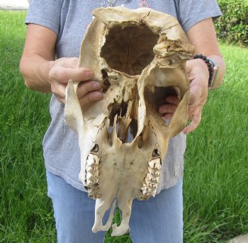 Craft Grade North American Cow Top Skull, 16 inches long - $20