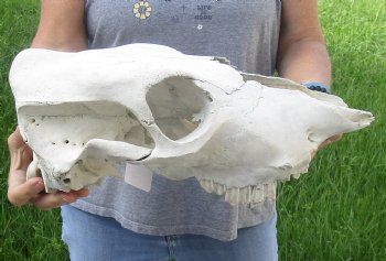 Craft Grade North American Cow Top Skull, 16 inches long - $20