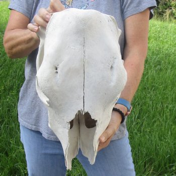 Craft Grade North American Cow Top Skull, 16 inches long - $20