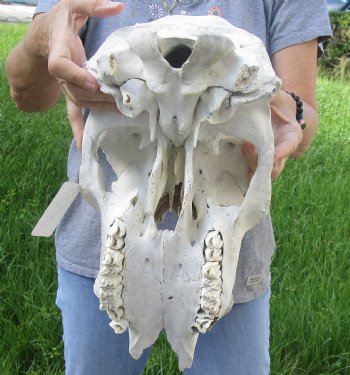 Craft Grade North American Cow Top Skull, 16 inches long - $20