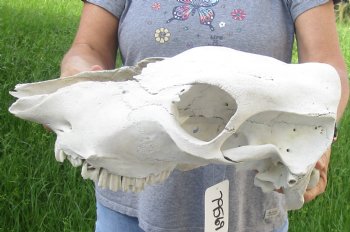 Craft Grade North American Cow Top Skull, 16 inches long - $20