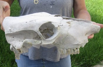 Craft Grade North American Cow Top Skull, 16 inches long - $20