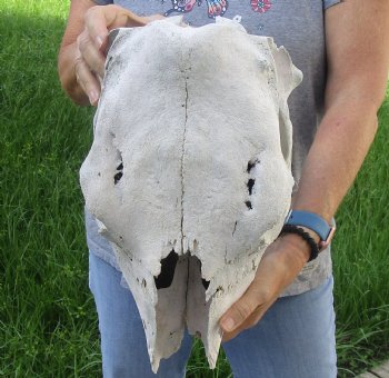 Craft Grade North American Cow Top Skull, 16 inches long - $20