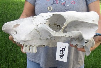 Craft Grade North American Cow Top Skull, 16 inches long - $20