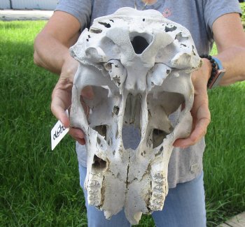 Craft Grade North American Cow Top Skull, 16 inches long - $20