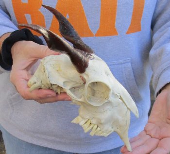 8 inch Goat skull from India with 5 inch horns for sale - $70