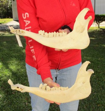 Water Buffalo lower jaw/half bones