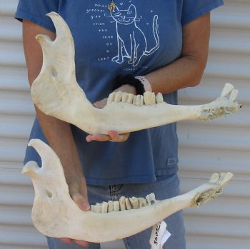 2 piece lot of Water Buffalo lower jaw/half bone 17 inches, available for purchase for $25